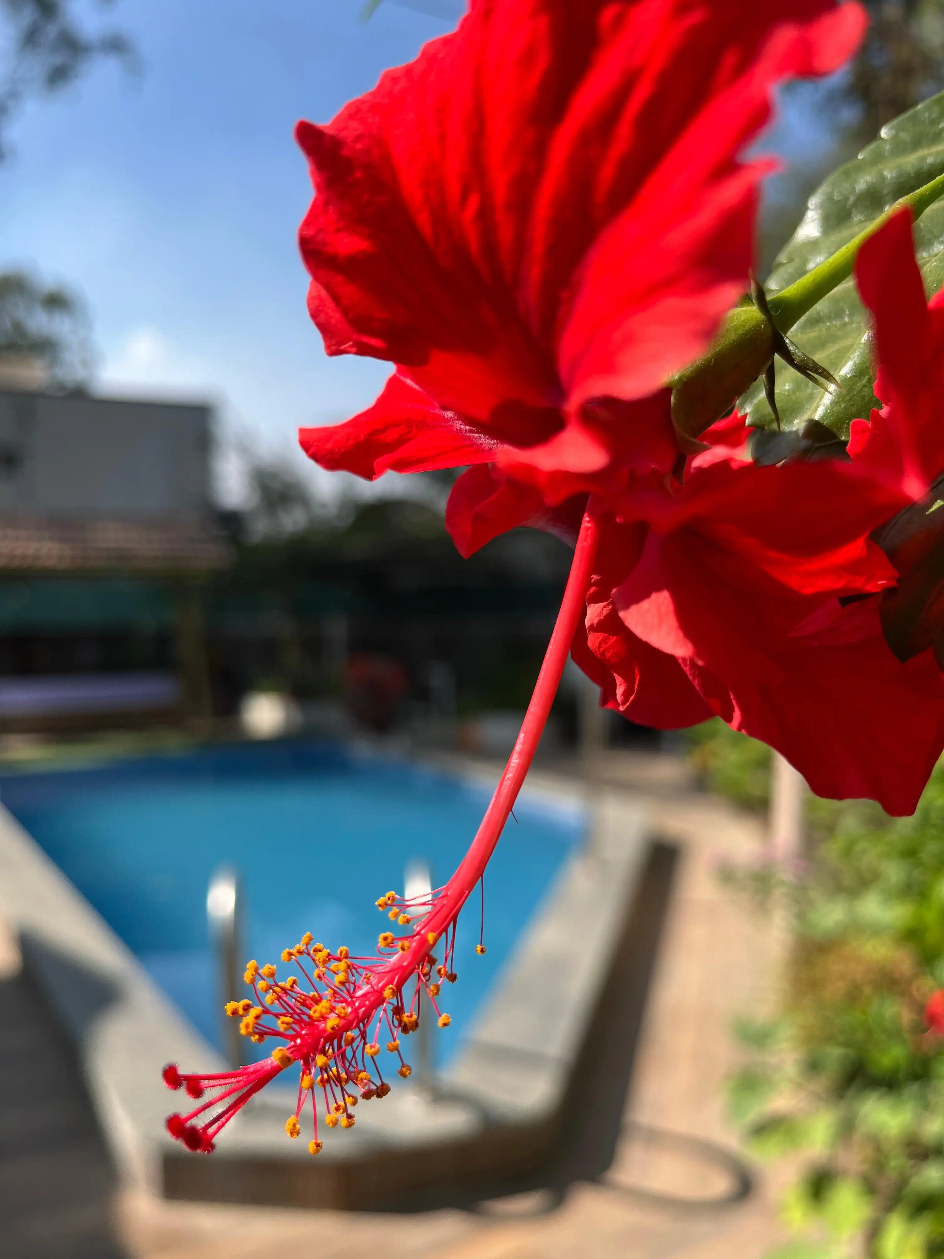 Beautiful flowers by the poolside at Govind Villa